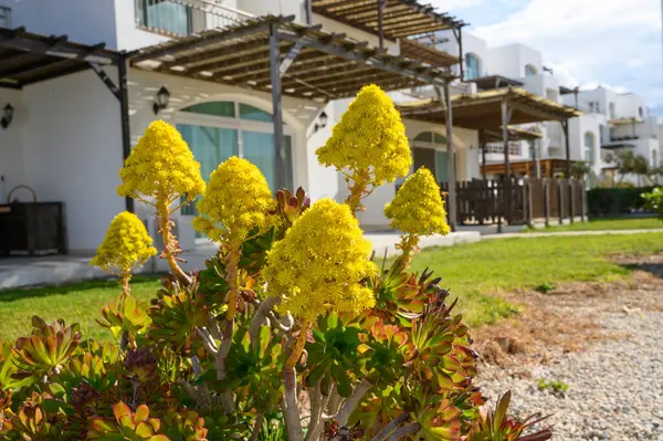Canlı sarı çiçekler, büyüleyici beyaz villaların yakınındaki huzurlu bir bahçeyi aydınlatırken yemyeşil yaprakların üzerinde yükselir. Güneş, bu huzurlu rahatlama sahnesinin üzerine ılık bir ışık saçıyor..
