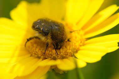 Bir yaban arısı yemyeşil bir bahçede canlı sarı bir çiçekten polen toplamakla meşgul. Bahar güneşinin sıcaklığı canlı yaprakları aydınlatır ve dingin bir atmosfer yaratır..