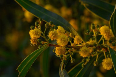 Narin sarı çiçekler yeşil dallarda açar, yumuşak sabah ışıklarıyla aydınlatılır. Doğa bu huzurlu bahçede gelişiyor. Huzurlu yansıma ve güzellik anlarını davet ediyor..