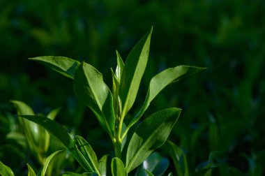 Parlak yeşil çay yaprakları yumuşak sabah ışığında canlı bir şekilde ortaya çıkar, sakin bir tarlada doğanın güzelliğini gözler önüne serer. Bereketli çevre, barışı ve tefekküre davet eder..