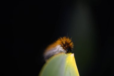 Tüylü bir tırtıl, canlı yeşil bir yaprağın kenarında, dingin bir ormanın sıcak güneşinin tadını çıkarıyor. Çarpıcı renkleri koyu gölgelerde göze çarpar..