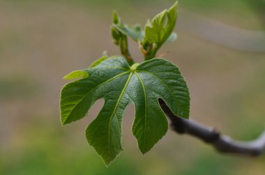 İncir ağacının yeni yeşil yaprakları baharda yumuşak güneş ışığı altında ışıldıyor. Her yaprak, eşsiz dokusu ve canlı rengiyle doğanın sanatının bir görüntüsünü sunar..