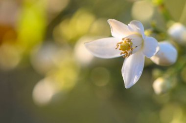 Güneş doğanın güzelliğini ön plana çıkarırken, el değmemiş beyaz bir çiçek gururla yapraklarını sergiler. Çevreleyen tomurcuklar bahçede yeni başlangıçlara dair ipuçları veriyor..