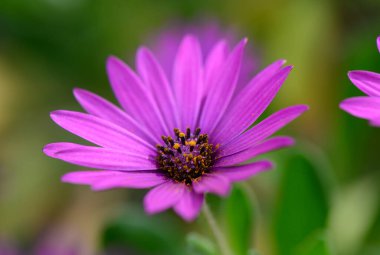 Işıl ışıl, mor bir çiçek, yeşil yapraklardan oluşan bir arka fonda gün ışığının tadını çıkartıyor. Küçük polen taneleri vızıldayan arıları çeker ve bahçede canlı bir sahne yaratır..