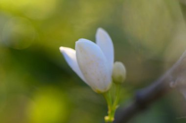 Kırılgan beyaz bir çiçek sıcak bir öğleden sonra canlı bir bahçede yapraklarını açar. Yumuşak güneş ışığı yeşillikten süzülüp doğanın sanatını ve yenilenmesini vurgular..