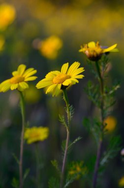 Canlı sarı kır çiçekleri güneşten sırılsıklam olmuş bir çayırda sallanıyor yaprakları yemyeşil bir arka planla çevrili sakin bir bahar akşamının ılık ışığını yakalıyor..
