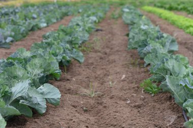 Bereketli topraklar boyunca yemyeşil lahana bitkileri mükemmel bir sıra halinde yayılıyor, bir bahar öğleden sonra güneşinin altında güneşleniyorlar. Taze büyüme umut verici bir hasat olduğunu gösteriyor..