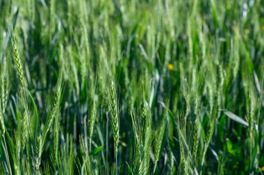 Sakin kırsalda, canlı bir buğday tarlası altın güneşin altında zarif bir esintide dans eder. Yemyeşil saplar, doğanın büyüleyici bir duvar halısını en iyi şekilde oluşturur..