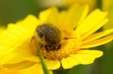 Güneşli bir bahçede, bir arı parlak sarı bir çiçekten nektar toplar, doğanın ahengi ve polen taşıyıcıların temel rolünü gözler önüne serer..