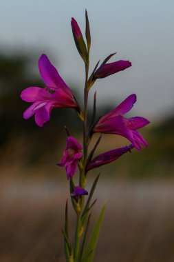Canlı mor çiçekler, yumuşak bir akşam arkaplanına karşı dimdik dururlar. Yaprakları, alacakaranlıkla uyum içinde doğanın güzelliğini gözler önüne serer..