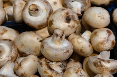 Sepetler yeni toplanmış mantarlarla dolup taşıyor, toprak tonlarını ve eşsiz dokularını sergiliyorlar, müşterileri canlı yerel pazarlara enerji ile doluşmaya davet ediyorlar..