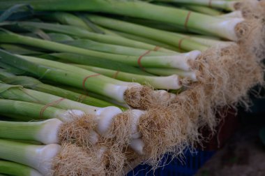 Hassas kökleri olan parlak yeşil soğanlar kalabalık bir pazarda güzelce düzenlenir. Sabahın erken saatlerinde satıcılar hevesli müşterilerle uğraşırken güneş ışığı tazeliklerini ön plana çıkarıyor..