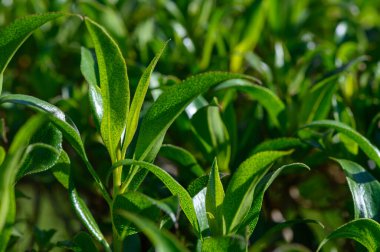 Parlak yeşil çay yaprakları, sakin bir plantasyon ortamında sıcak güneş ışığı altında gelişir. Taze yapraklar doğanın güzelliğini ve canlılığını sergiliyor. Huzur ve sükuneti davet ediyor..