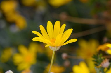 Parlak sarı yapraklar açan çiçeklerle çevrili sıcak güneşe doğru uzanıyor. Bu canlı bahçe neşe saçıyor ve doğanın güzelliğini hayata getiriyor..