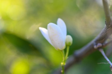 Büyüleyici beyaz bir çiçek yemyeşil bir bahçedeki ince bir daldan çıkar ve yumuşak güneş ışığının tadını çıkarır. Çevreleyen yeşillik güzelliğini artırıyor, sakin bir atmosfer yaratıyor..