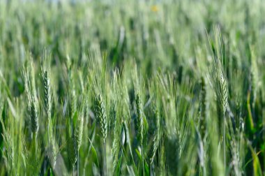 Bereketli yeşil buğday, sıcak güneş ışığıyla aydınlatılan hareketli bir tarlada dimdik ayakta duruyor. Hafif yaz esintisi, sazların sallanmasına neden olur ve manzarada sakin bir dalga benzeri hareket yaratır..