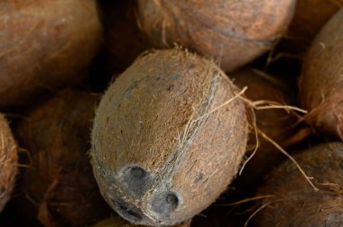 Hindistan cevizi kümeleri kaba, lifli kabuklarını gözler önüne seriyor. Tedarikçiler tezgahlarını hazırlarken doğanın sanatını seriyorlar..