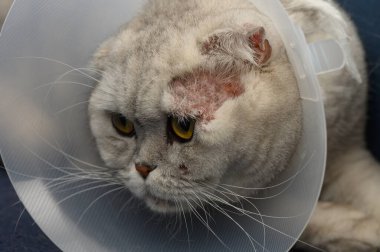 Başının etrafında koruyucu bir koni takan tüylü gri bir kedi, yumuşak bir yüzeyde dinleniyor, sakin görünüyor ama son bir ameliyattan sonra biraz sıkıntılı..
