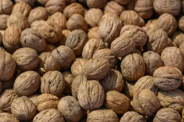 Hasat edilmiş cevizlerden oluşan cömert bir koleksiyon kabuklarının zengin dokularını gösteren kırsal bir ortamda duruyor. Sıcak renkler pazar günü sonbaharın esansını yansıtıyor..