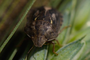 Bu odaklanmış görüntü, yemyeşil çimenlerin arasına tünemiş farklı bir böcek ortaya çıkarıyor. Güneş ışığı, doğanın güzelliğini ve sükunetini gösteren karmaşık ayrıntılarını hafifçe aydınlatır..