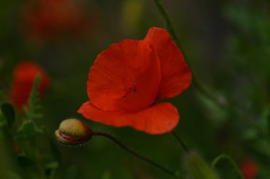 Canlı kırmızı gelincik, yumuşak bir yeşillik bulanıklığıyla çevrili sıcak güneş ışığı altında narin yapraklarını açar. Yakınlarda yeni bir tomurcuk doğanın güzelliğini gözler önüne seriyor..