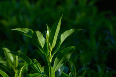 Narin yeşil yapraklar zarif bir şekilde yükselir, yumuşak güneş ışığıyla aydınlatılır. Bu sakin bahçe, doğanın güzelliğinin özünü yakalıyor, yaşamı ve huzuru kutluyor..