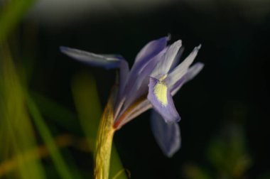 Güzel mavi bir çiçek sabahın erken saatlerinde yapraklarını açar, yemyeşil ile çevrili olarak. Sakin atmosfer, narin özelliklerini ve renklerini geliştirir..