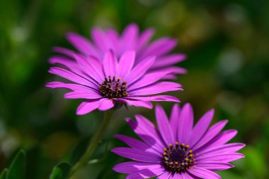 Narin mor çiçekler, ılık bahar güneşinin altında yemyeşil bir bahçede dimdik durur. Canlı yaprakları, çevreleyen yeşilliklerle çok güzel tezat oluşturuyor. Doğanın sanatını kutluyorlar..