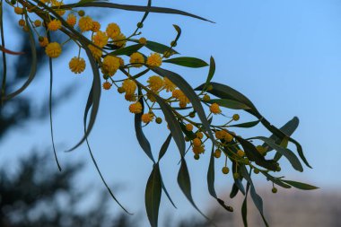 Altın sarısı çiçekler, akşam rüzgarında yavaşça sallanan yeşil yaprakları benekler. Gökyüzünün yumuşak mavi tonları bu huzurlu bahçede huzurlu bir atmosfer yaratarak, sessiz bir yansıma yaratıyor..