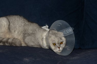 Koyu mavi bir kanepede uzanan tüylü gri bir kedi boynunda plastik bir koni taşıyor. Kedinin altın gözleri, sakin bir öğleden sonranın tadını çıkarırken bir sinir ve merak karışımı ifade eder..