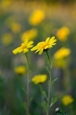 Huzurlu bir çayırda, canlı sarı çiçekler batan güneşin ılık parıltısının altında dikilir, doğanın güzellikleriyle dolu pitoresk bir bahar atmosferi yaratır..