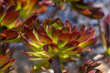 Sulu bitkiler zengin renklerini ve eşsiz şekillerini sergiliyor, sakin bir botanik bahçesinde altın güneş ışığını emiyorlar. Sahne renklerle, davetkar keşiflerle dolu..