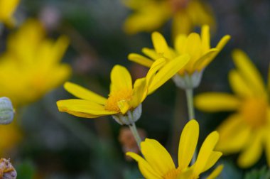 Güneşle yıkanmış yemyeşil bir bahçede, parlak sarı kır çiçekleri yavaşça sallanıyor, yaprakları baharın sıcaklığını kucaklarken ardına kadar açılıyor. Doğa canlı renklerde gelişir..