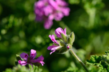 Canlı pembe çiçekler yemyeşil yeşillikten fışkırarak sıcak güneş ışığı altında narin taç yapraklarını sergiliyorlar. Doğanın güzelliği bu huzurlu bahçe ortamında yeşeriyor..