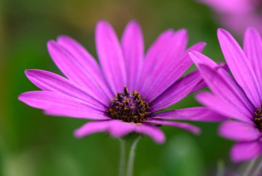 Renkli mor yapraklar zarif bir bahçede açılıp bahar ortası güneşinin tadını çıkarıyor. Polen taşıyıcılar canlı çiçeklerin etrafında dans eder, doğanın güzelliğini ve sükunetini arttırır..