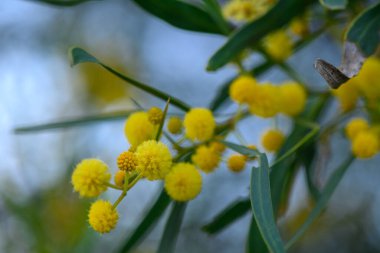 Zarif sarı çiçek kümeleri ince dallardan zarif bir şekilde sarkıyor, canlı renkleri yeşil yapraklara karşı güzel bir şekilde zıt düşüyor..