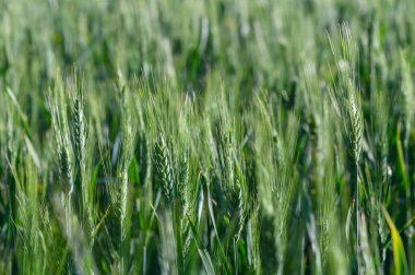 Toprak boyunca uzanan yemyeşil buğday tarlaları yumuşak rüzgarda dans ediyor. Güneş ışığı mahsulleri yıkıyor, bu da verimli bir hasatın yaklaştığını gösteriyor. Sahne doğanın sükunetini çağrıştırıyor..