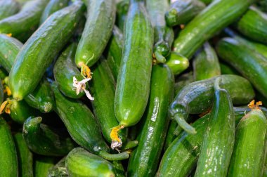 Cömert yeşil salatalıklar canlı bir pazar yerinde üst üste yığılmış, pürüzsüz derilerini sergiliyor ve öğleden sonra güneşinin altında taze cazibelerini sergiliyor, müşterileri keşfetmeye davet ediyor..
