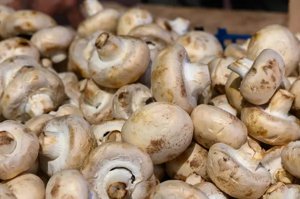Bereketli beyaz mantarlar, olgun sonbahar günlerinde canlı bir çiftçi pazarında, toprak tonları ve dokularını sergilemek için kırsal ahşap bir masada bir araya gelirler..