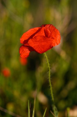 Canlı kırmızı bir gelincik, öğleden sonra güneşini yakalayan narin taç yapraklarıyla süslenmiş ince gövdesinin üzerinde dimdik durur. Çevreleyen yeşillik, çarpıcı güzelliğini artıran sakin bir zemin oluşturur..