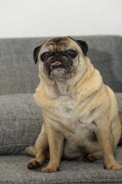 Çekici bir pug pelüş gri bir kanepede uzanır, etkileyici özellikleriyle kişilik yayar. Rahat duruşu, oturma odasının rahat atmosferine sıcaklık katıyor..