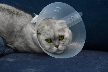 Mavi bir koltukta dinlenen, koruyucu bir külah takan yuvarlak kulaklı gri bir kedi. Büyük sarı gözleri, rahat bir çevrede merak ve hassasiyet karışımı bir şey taşır..