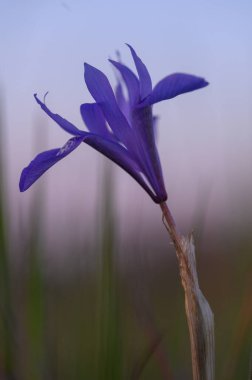 Canlı bir mor çiçek narin bir saptan zarif bir şekilde yükselir, sakin bir çayırda yumuşak yeşil bıçaklarla çevrili. Alacakaranlığın soluk ışığı narin güzelliğini arttırır, merak uyandırır..