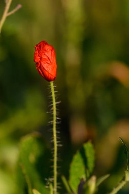 Canlı kırmızı çiçek tomurcuğu, yemyeşil yaprakların arasında duruyor, açık bir bahar gününde ılık güneş ışığıyla yıkanmış, yaklaşmakta olan doğal doğada açacağını ima ediyor..