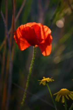 Çarpıcı kırmızı bir gelincik, alacakaranlığın ılık ışığıyla aydınlanmış, sakin bir çayır içinde neşeli sarı kır çiçekleriyle çevrili, güzel ve huzurlu bir atmosfer yaratıyor..