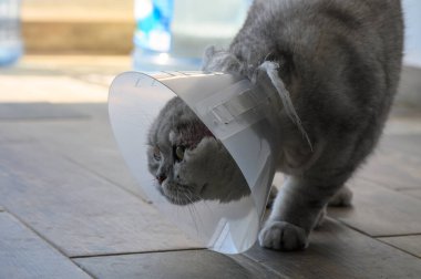 Koruyucu koni takan meraklı bir kedi rahat bir oturma odasında geziniyor. Yumuşak güneş ışığı boşluğu doldurur, eşsiz kürk desenini ve meraklı ifadesini vurgular..