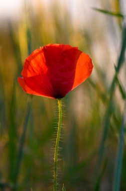 Çarpıcı kırmızı bir gelincik zarif bir şekilde uzun yeşil çimenlerin arasında açar, sıcak altın ışıkla yıkanır öğleden sonra, doğanın güzelliğini ve sükunetini ön plana çıkarır..