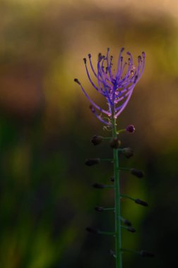 Çarpıcı mor bir çiçek yumuşak, bulanık bir arka plana karşı dimdik ayakta duruyor. Narin taç yaprakları ve eşsiz şekli alacakaranlığın soluk ışığını yakalayarak doğada sakin bir atmosfer yaratıyor..