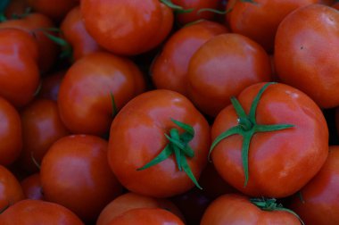 Canlı kırmızı domatesler, hareketli bir çiftlik pazarında güneş ışığında ışıldayarak yükselirler. Mükemmel yuvarlak şekilleri ve yeşil gövdeleri renkli taze ürünler üretiyor..