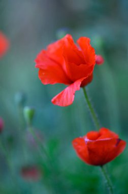 Yumuşak bir çayırın yumuşak esintisinde sallanan narin kırmızı gelincikler yemyeşil çimlerin arasından süzülen sıcak güneş ışığıyla aydınlatılıyor. Mükemmel bir bahar günü arka plan görevi görür..